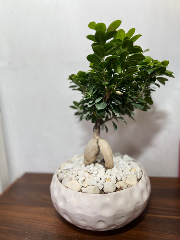 گلدون بونسای جنسینگ