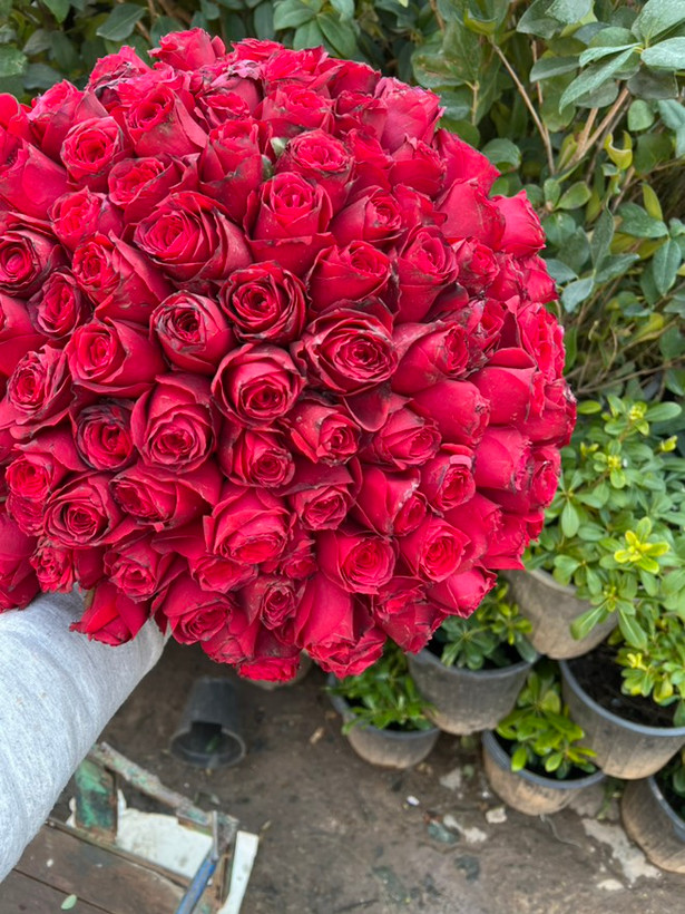 دسته گل رز قرمز 100 شاخه