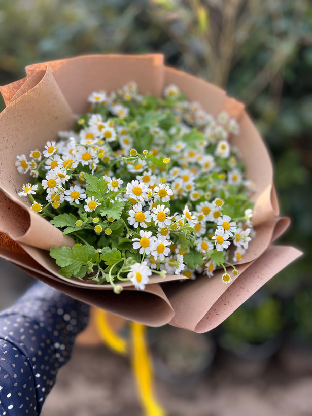 دسته گل بابونه با کاغذ کاهی