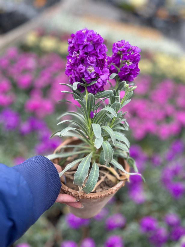 گلدون شب بو
