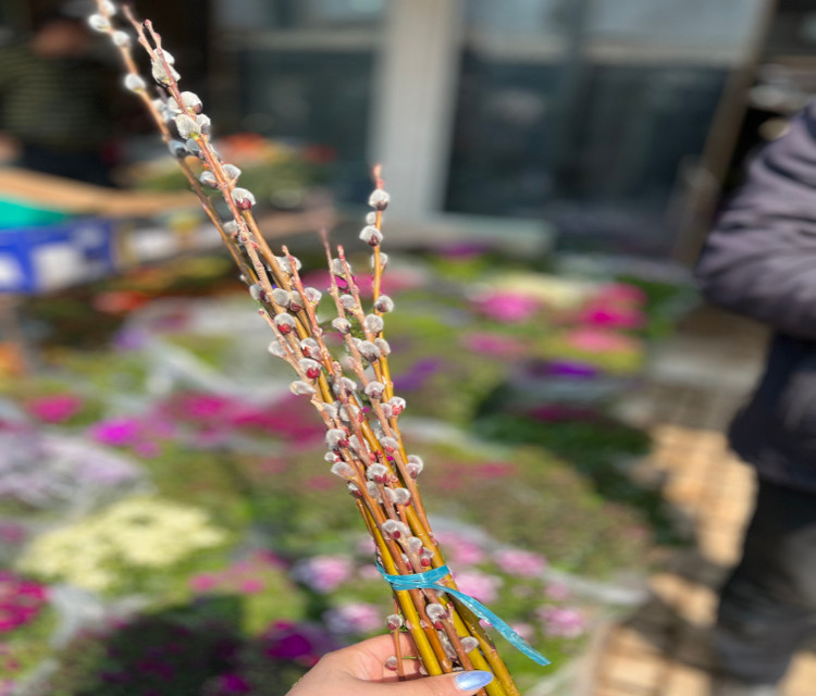 شاخه بیدمشک برای سفره هفت سین