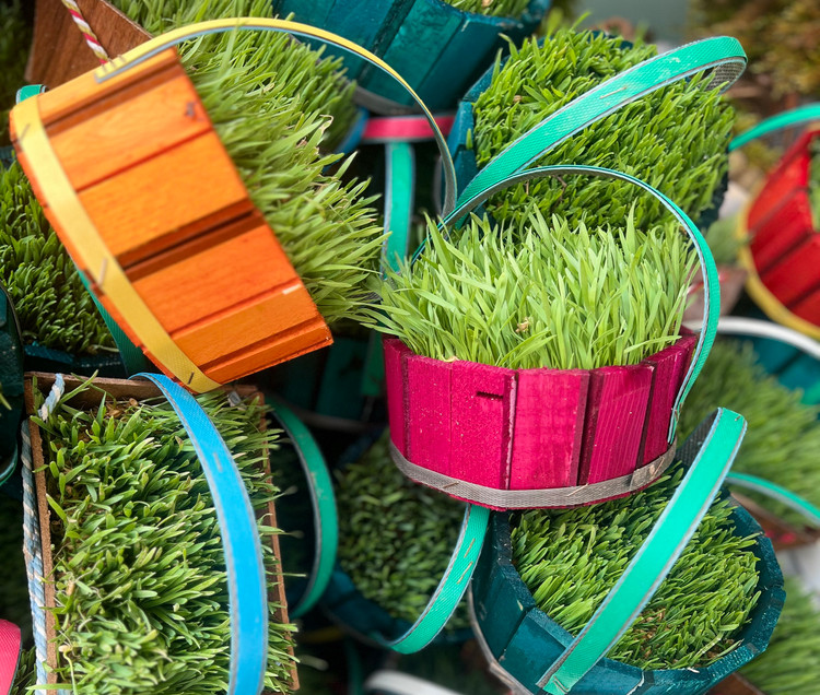 سبزه گندم در ظرف دسته دار چوبی