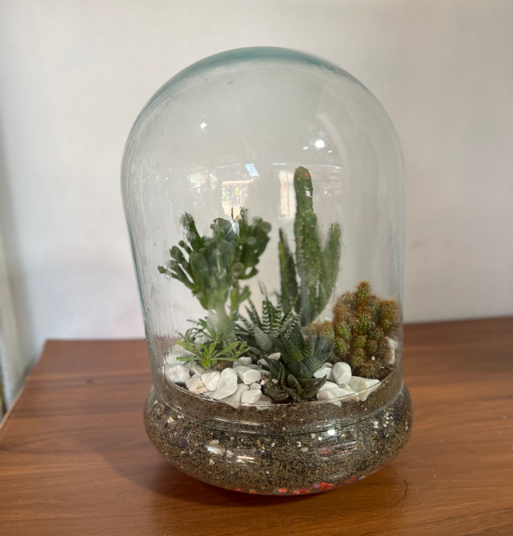 کاکتوس تراریومی