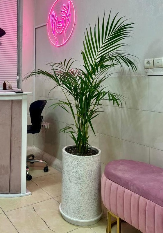 گیاه زیبای اریکا در گلدون