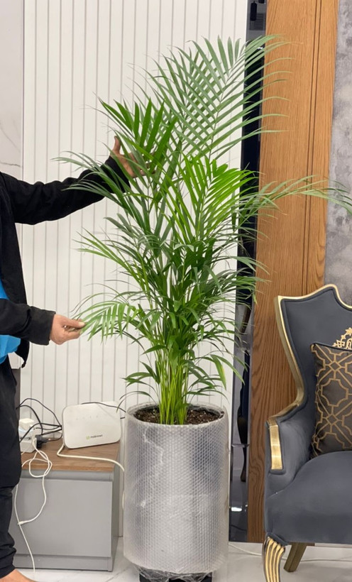 گیاه زیبای اریکا در گلدون