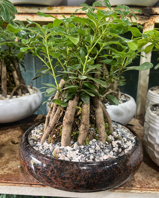 بونسای میخک هندی کوچک