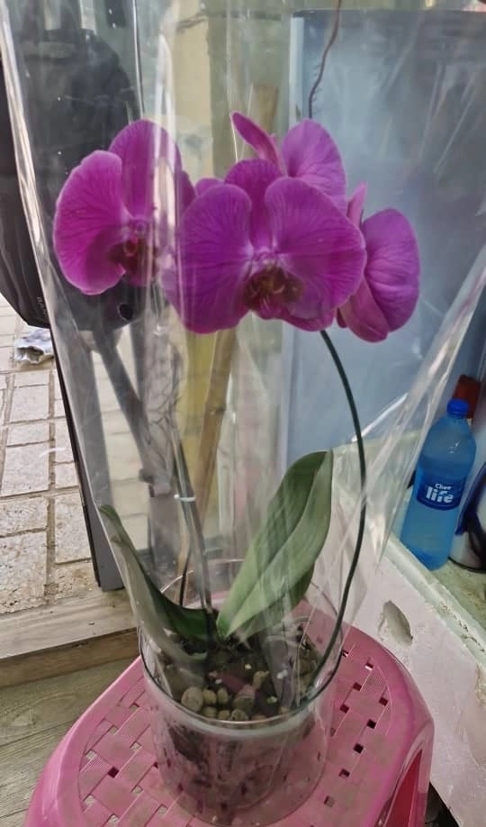 گل ارکیده بنفش با گلدون شیشه ای