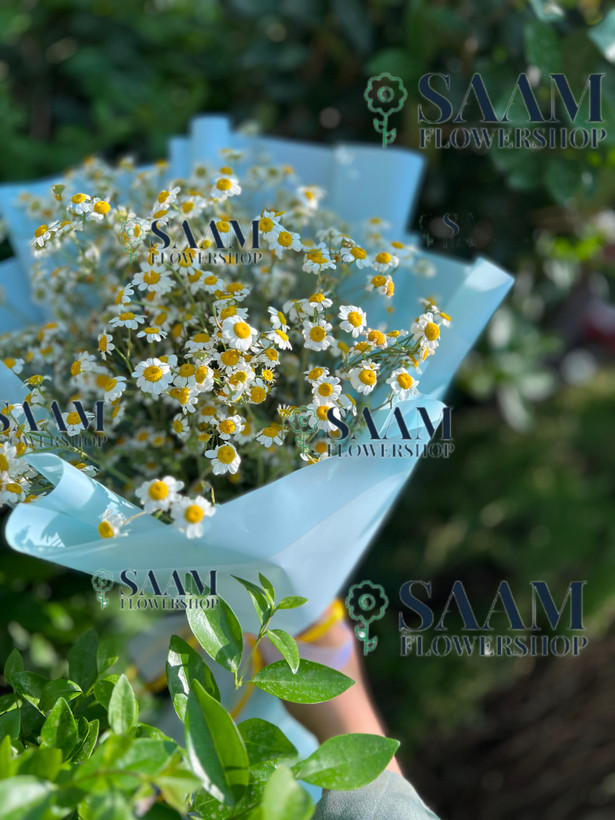 دسته گل بابونه با کاغذ آبی