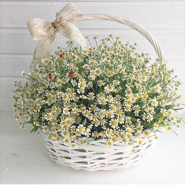 سبد حصیری سفید پر از گل‌های بابونه با پاپیون توری و تزیین کفشدوزک لابلای گل‌ها - سام فلاور.