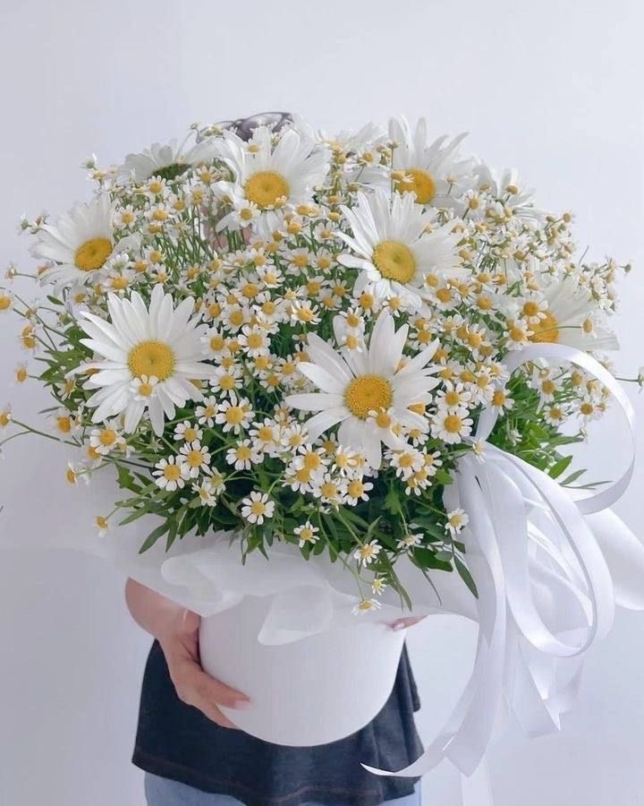 باکس گل دایره‌ای سفید پر از گل‌های مارگاریت و بابونه با تزیین روبان‌های سفید بلند در دستان مدل - سام فلاور.